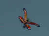 butterfly.jpg (52417 bytes)