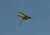 dragonfly.jpg (59275 bytes)