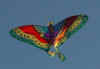 greenbutterfly.jpg (140949 bytes)