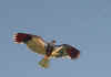 hawk.jpg (121019 bytes)