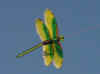 yellowdragonfly.jpg (106026 bytes)